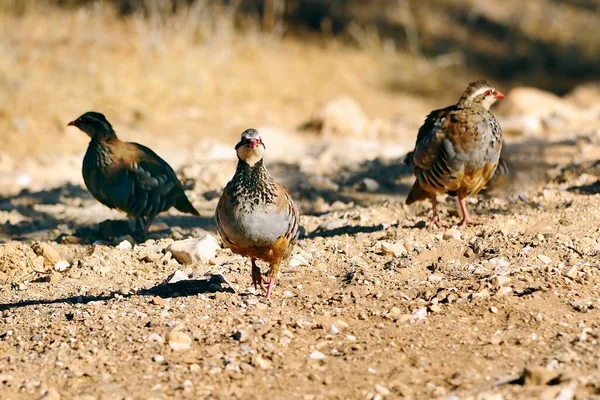 The red-legged partridge is a species of galliform bird in the Phasianidae family — Foto Stock