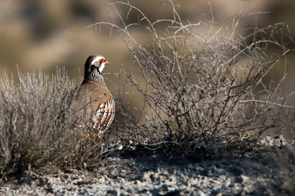 The red-legged partridge is a species of galliform bird in the Phasianidae family — Photo