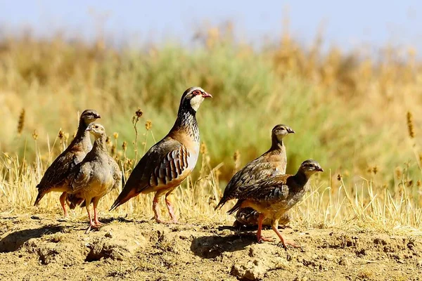 The red-legged partridge is a species of galliform bird in the Phasianidae family — стокове фото