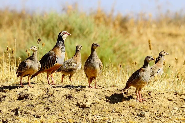 The red-legged partridge is a species of galliform bird in the Phasianidae family — Fotografia de Stock