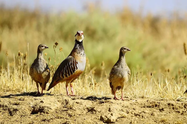 The red-legged partridge is a species of galliform bird in the Phasianidae family — Foto Stock