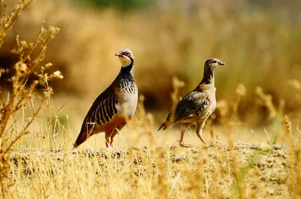 The red-legged partridge is a species of galliform bird in the Phasianidae family — Fotografia de Stock