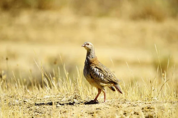 The red-legged partridge is a species of galliform bird in the Phasianidae family — Foto de Stock
