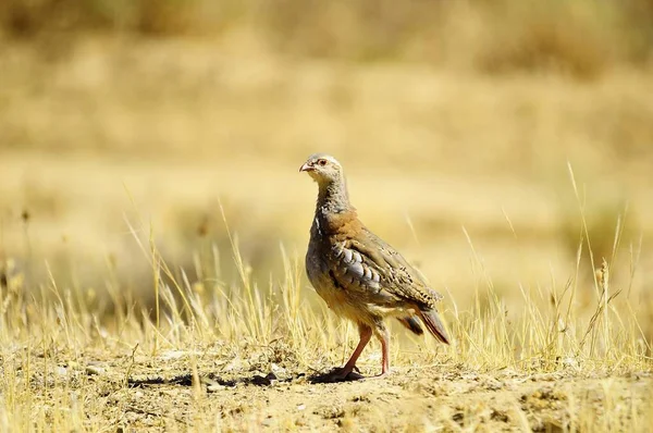 The red-legged partridge is a species of galliform bird in the Phasianidae family — Stockfoto