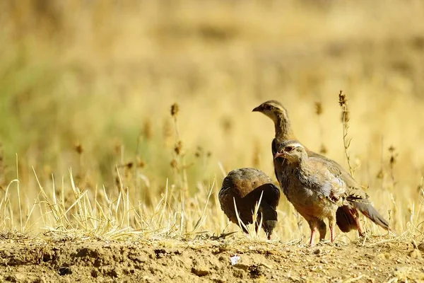 The red-legged partridge is a species of galliform bird in the Phasianidae family — Stock Photo, Image