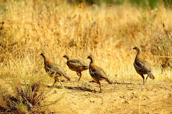 The red-legged partridge is a species of galliform bird in the Phasianidae family — Foto Stock