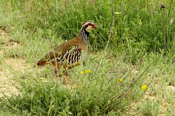 The red-legged partridge is a species of galliform bird in the Phasianidae family — стокове фото