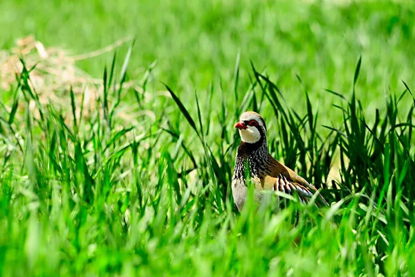 The red-legged partridge is a species of galliform bird in the Phasianidae family — Photo