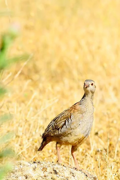 The red-legged partridge is a species of galliform bird in the Phasianidae family — Zdjęcie stockowe
