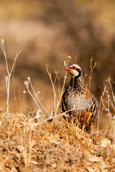 The red-legged partridge is a species of galliform bird in the Phasianidae family — Stock fotografie