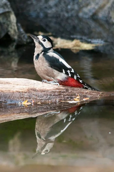 The great spotted woodpecker is a species of bird in the Picidae family. — Foto Stock
