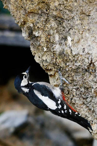 The great spotted woodpecker is a species of bird in the Picidae family. — Photo