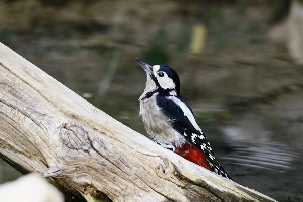 The great spotted woodpecker is a species of bird in the Picidae family. — стоковое фото