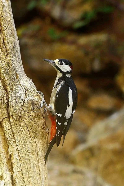 The great spotted woodpecker is a species of bird in the Picidae family. — Stock Photo, Image