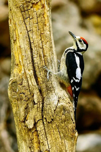 The great spotted woodpecker is a species of bird in the Picidae family. — Foto Stock