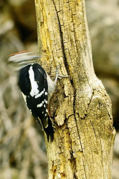 The great spotted woodpecker is a species of bird in the Picidae family. — Fotografia de Stock