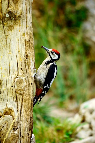 The great spotted woodpecker is a species of bird in the Picidae family. — Foto Stock