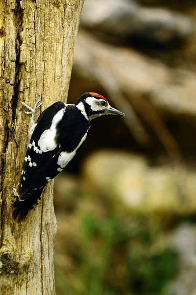 The great spotted woodpecker is a species of bird in the Picidae family. — Fotografia de Stock