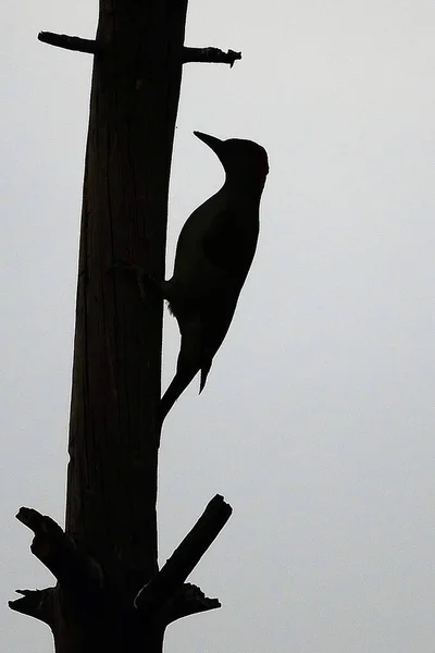 The great spotted woodpecker is a species of bird in the Picidae family. — Stockfoto