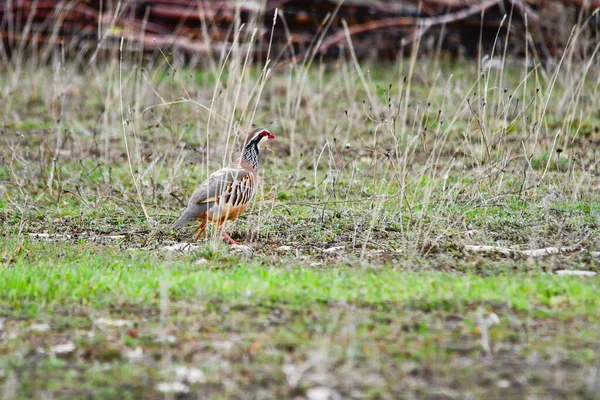 The red-legged partridge is a species of galliform bird in the Phasianidae family Stock Image