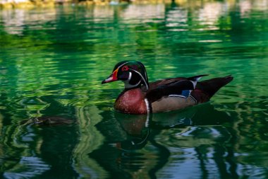 The Florida duck, is a species of anseriform bird of the Anatidae family.