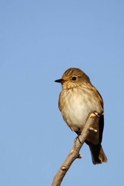 Linnet, Fringillidae familyasından bir kuş türü..
