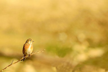 Linnet, Fringillidae familyasından bir kuş türü..