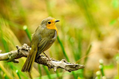 The European robin is a species of passerine bird in the Muscicapidae family.