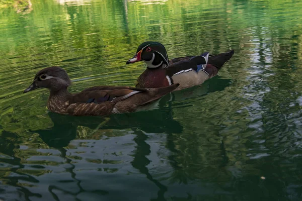 The Florida duck, is a species of anseriform bird of the Anatidae family. — Stock Photo, Image