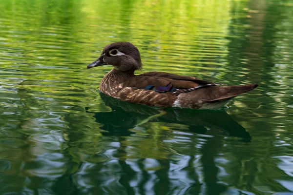 The Florida duck, is a species of anseriform bird of the Anatidae family. — Foto Stock
