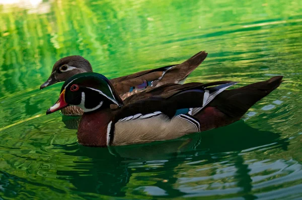 El pato de Florida, es una especie de ave anseriforme de la familia Anatidae.. — Foto de Stock