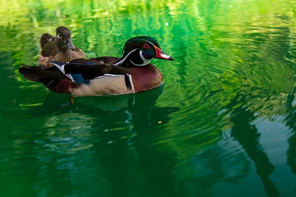 The Florida duck, is a species of anseriform bird of the Anatidae family. — Stock Photo, Image