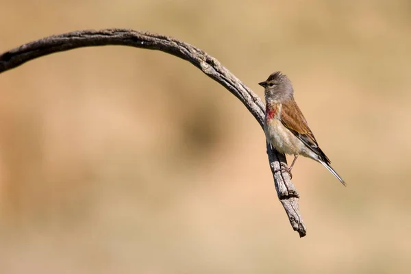 常见的林网是弗林格丽黛科的一种帕萨林鸟. — 图库照片