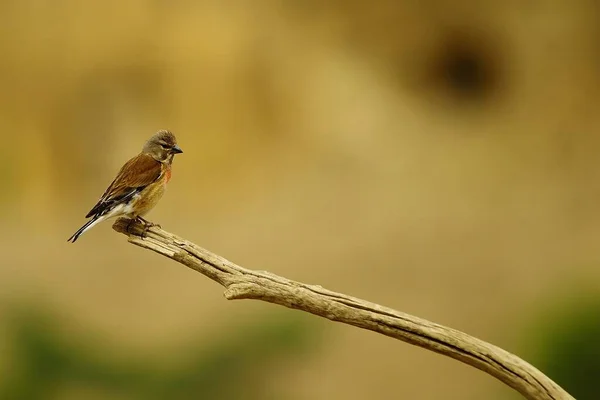 Il linnet comune è una specie di uccello passeriforme della famiglia dei Fringillidae. — Foto Stock