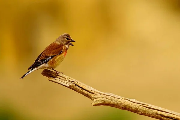Обыкновенная льняная птица относится к семейству Fringillidae. — стоковое фото