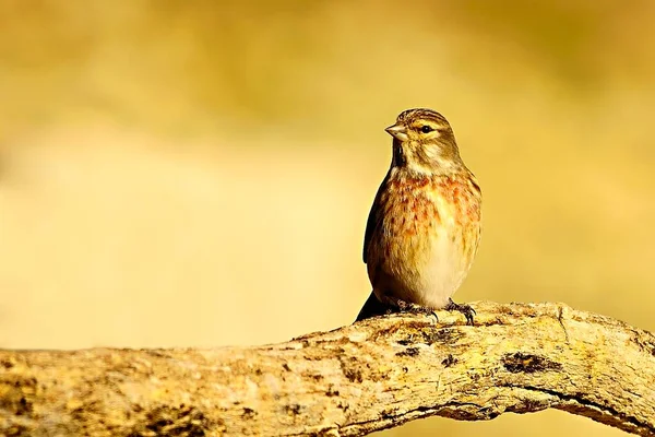 Linnet, Fringillidae familyasından bir kuş türü.. — Stok fotoğraf