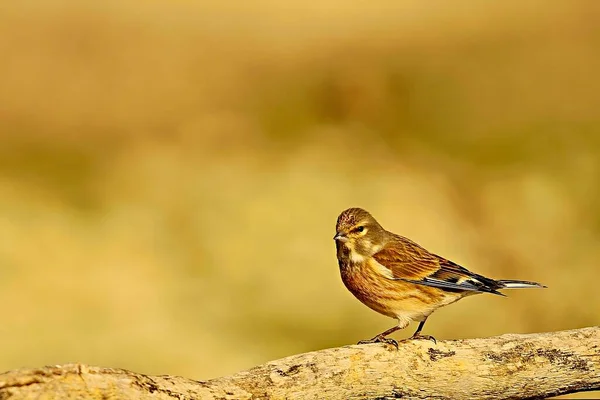 The common linnet is a species of passerine bird in the Fringillidae family. — Stock Photo, Image