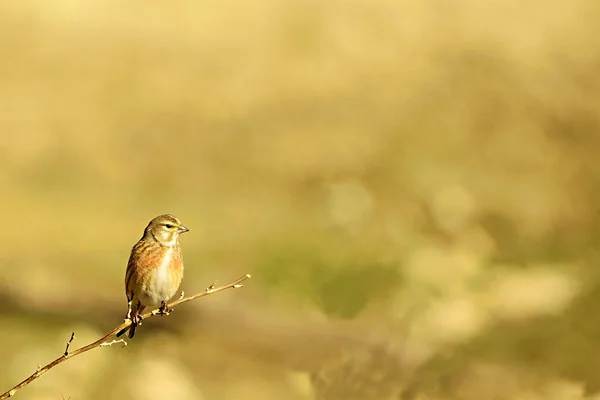 Il linnet comune è una specie di uccello passeriforme della famiglia dei Fringillidae. — Foto Stock