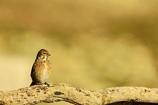 Linnet, Fringillidae familyasından bir kuş türü.. — Stok fotoğraf