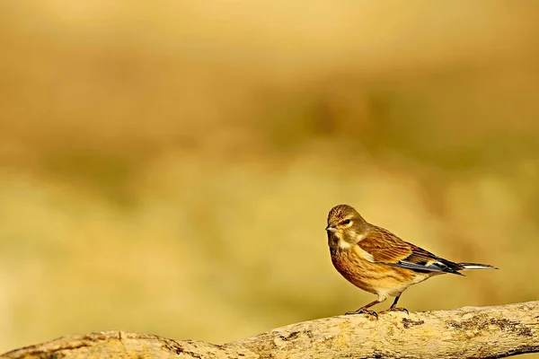 Linnet er en art passerinfugl i Fringillidae-familien.. – stockfoto