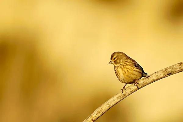 Den gemensamma linnet är en art av förbipasserande fågel i familjen Fringillidae. — Stockfoto