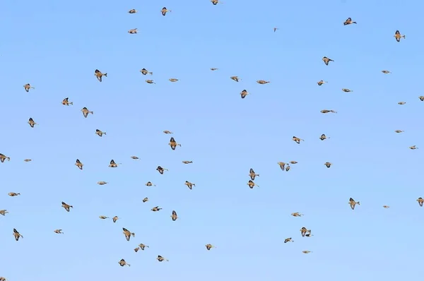 일반적 인 리넷 (linnet) 은 프링 길 리 과 (Fringillidae) 에 속하는 바닷새의 일종이다. — 스톡 사진