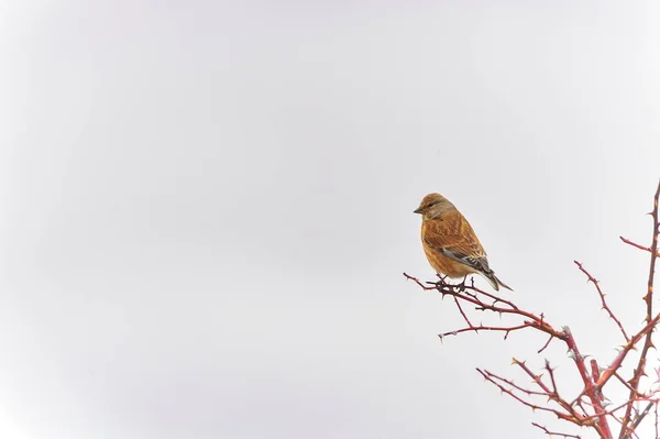The common linnet is a species of passerine bird in the Fringillidae family. — Stock Photo, Image