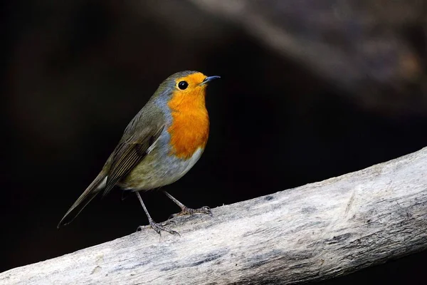 The European robin is a species of passerine bird in the Muscicapidae family. — Zdjęcie stockowe