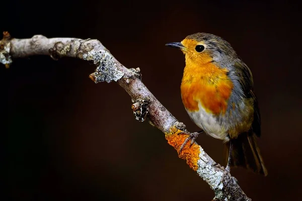 The European robin is a species of passerine bird in the Muscicapidae family. — Stock Fotó