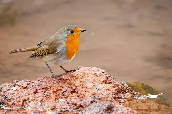 The European robin is a species of passerine bird in the Muscicapidae family. — Stock Photo, Image