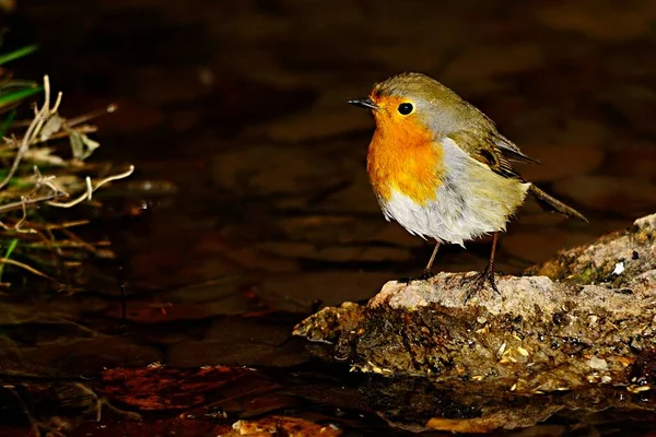 The European robin is a species of passerine bird in the Muscicapidae family. — Zdjęcie stockowe