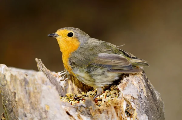 The European robin is a species of passerine bird in the Muscicapidae family. — 스톡 사진