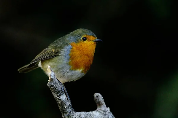 The European robin is a species of passerine bird in the Muscicapidae family. — Zdjęcie stockowe