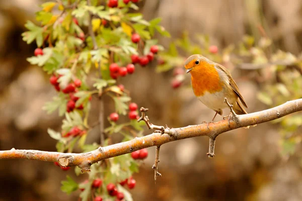 The European robin is a species of passerine bird in the Muscicapidae family. — Fotografia de Stock